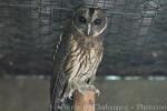 Mottled owl