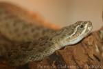 Great Basin rattlesnake