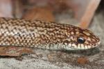 Geay's Madagascar hognose snake