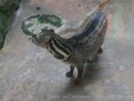 Malay civet