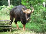 South-East Asian gaur *