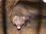 Short-tailed mongoose *