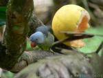 Blue-rumped parrot *