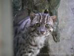 Javan fishing cat *