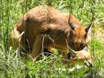 Southern caracal *