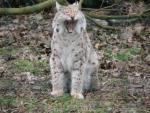 Siberian lynx *