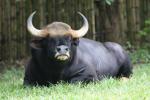 South-East Asian gaur *